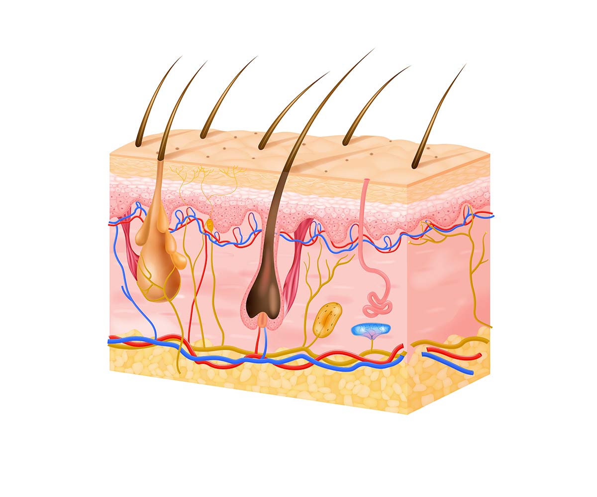 Medizinische Grundlagen – gemasse V-NISSG